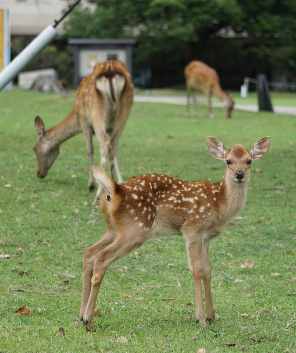 キョロキョロしながら公園内を歩く子ジカ