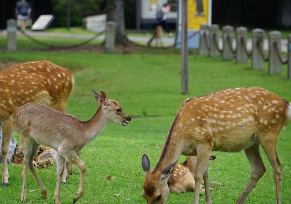 公園デビューした子ジカは64頭だという