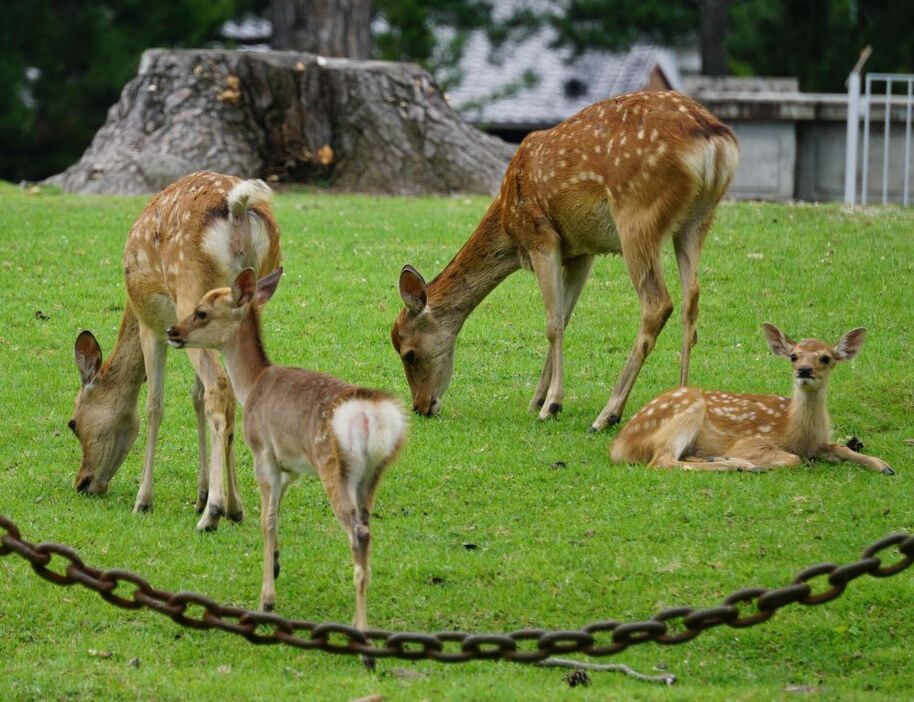 [写真]仲良く歩くシカの親子