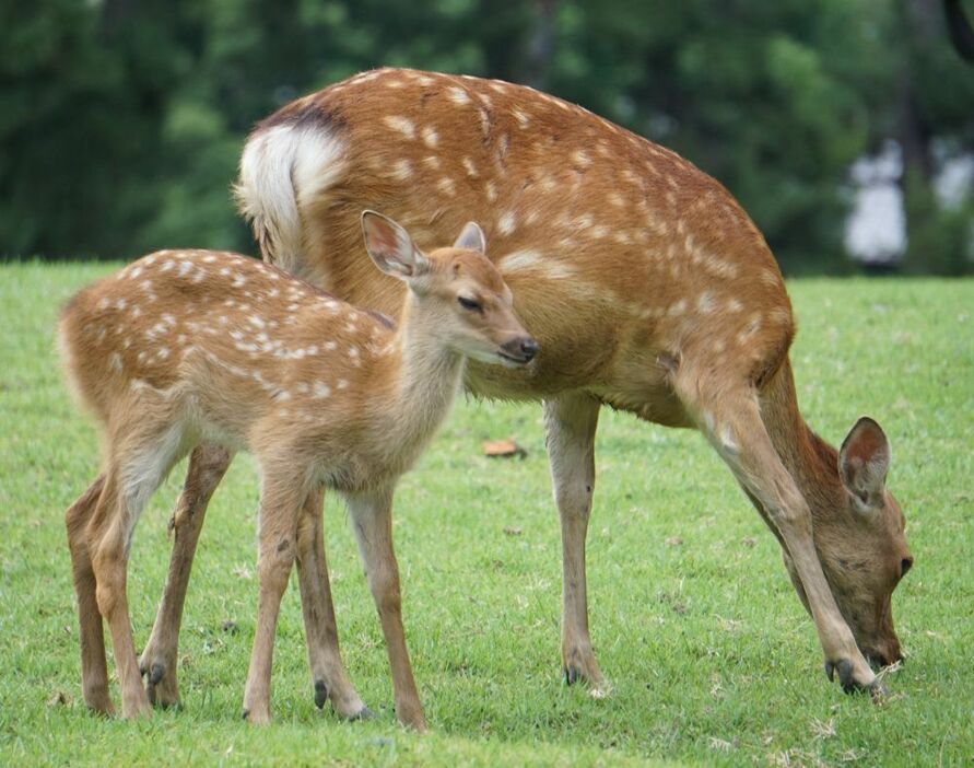 母ジカにくっつく子ジカ