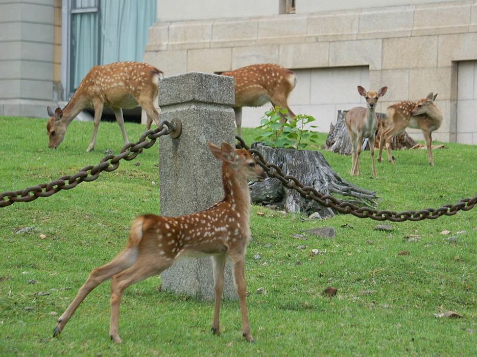 子ジカのかわいい仕草に、来園者からは「かわいい」という声も聞かれた