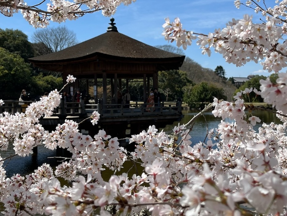 奈良市の浮見堂でも桜が咲き誇る（2022年4月1日）