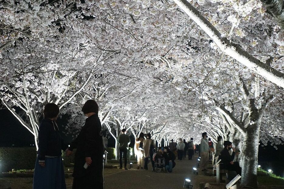 [写真]兵庫県小野市にある「おの桜づつみ回廊」では、満開の桜が見ごろを迎えている＝7日午後7時50分ごろ、兵庫県小野市で