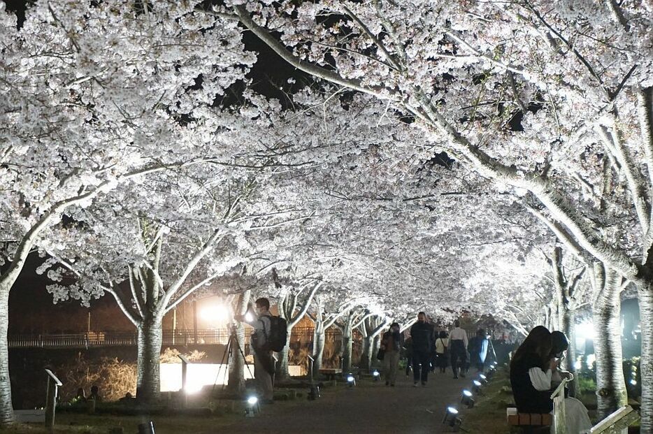 おの桜づつみ回廊はソメイヨシノのほかエドヒガンなど5種類植えられているという