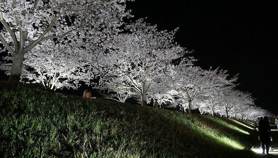 おの桜づつみ回廊は約4キロ、650本の桜が植えられている