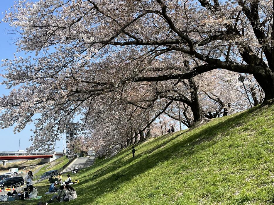 京都府八幡市、背割堤の桜＝4月8日午後、京都府八幡市で