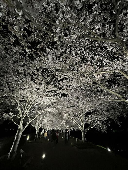 おの桜づつみ回廊