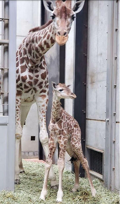 ［写真］26日に誕生したキリンの赤ちゃんと母親のハルカス（提供：天王寺動物園）