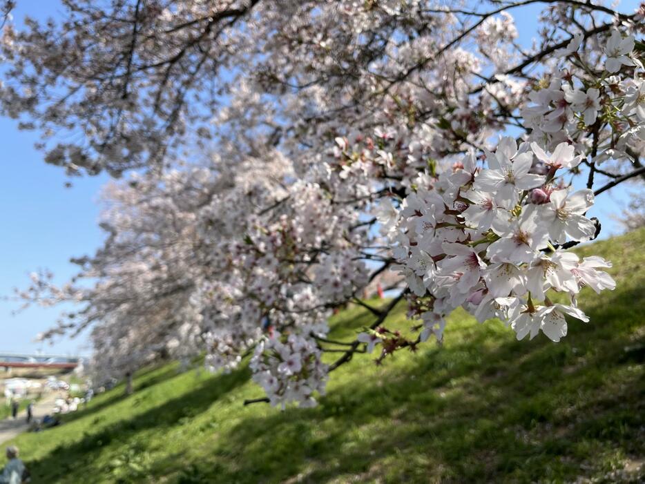 ［写真］咲き誇る背割堤の桜＝8日午後1時半ごろ、京都府八幡市で