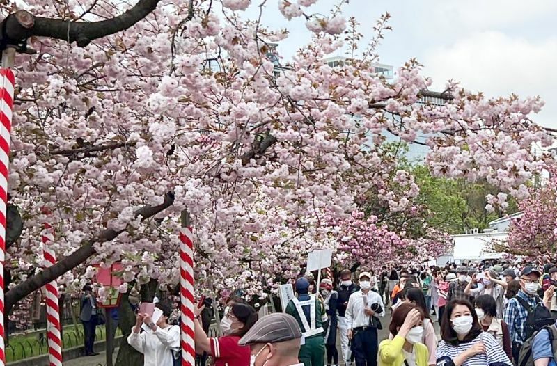 [写真]大阪の春の風物詩である造幣局（大阪市北区）の「桜の通り抜け」が13日午前、3年ぶりに始まり、訪れた人たちが咲き誇る桜を楽しんだ＝13日午前、大阪市北区で