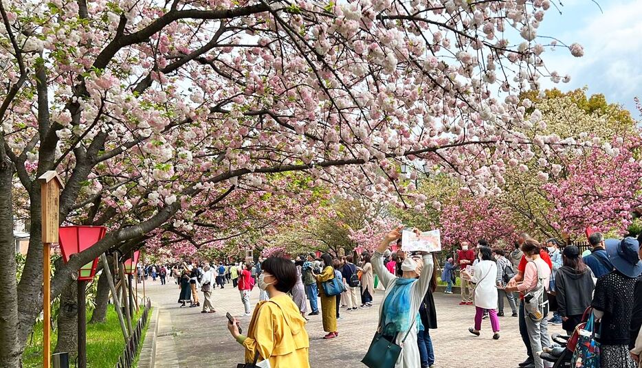 [写真]青空も見えはじめ、両手をのばして桜の花を撮影する人の姿もみられた＝13日午前10時20分ごろ、大阪市北区で