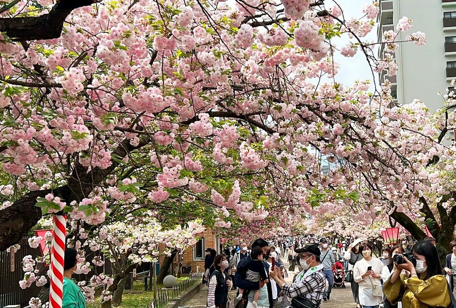 [写真]3年ぶりに開催された造幣局の桜の通り抜け＝13日午前10時20分ごろ、大阪市北区で