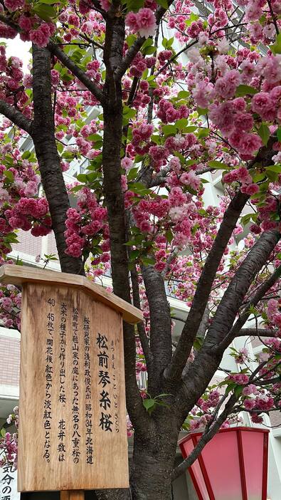 松前琴糸桜