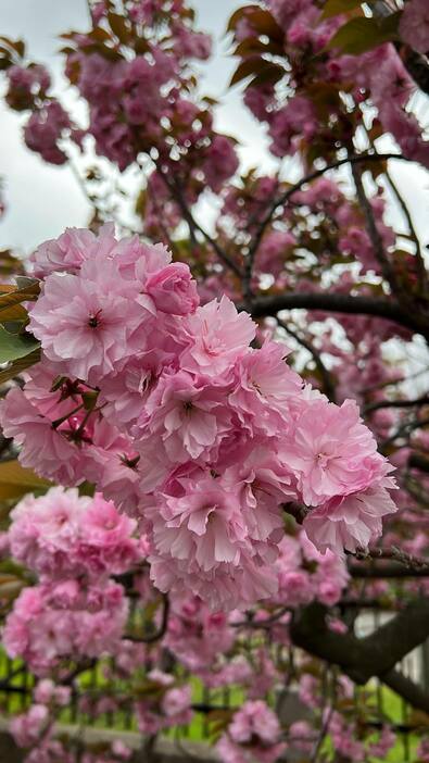 ピンク色に咲く桜