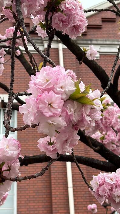 「今年の花」の福禄寿