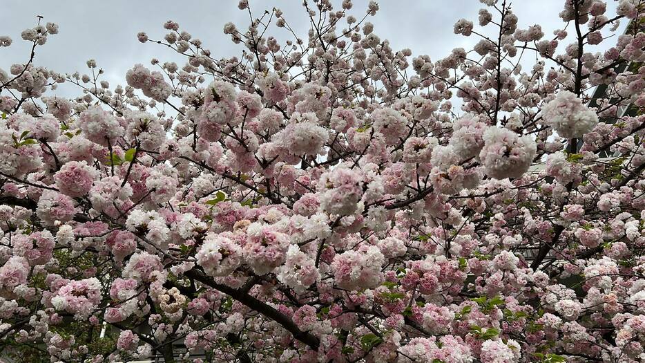 咲き誇る桜