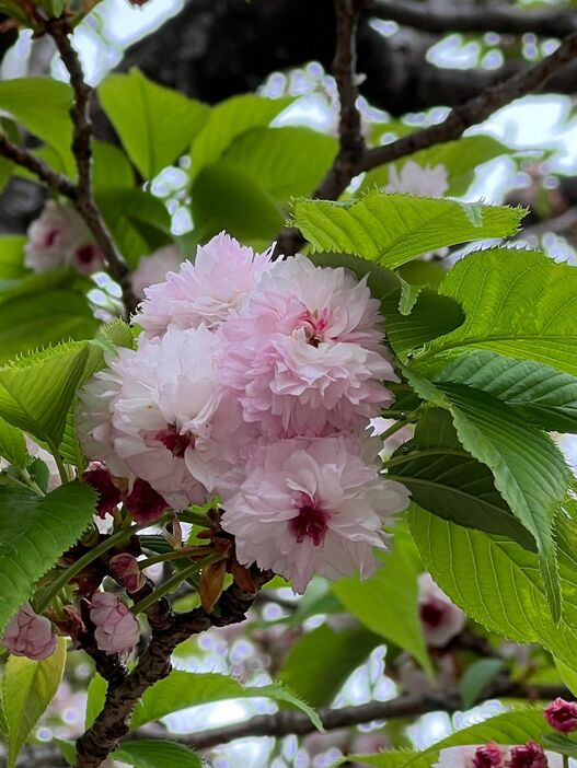 新品種の伊予菊桜