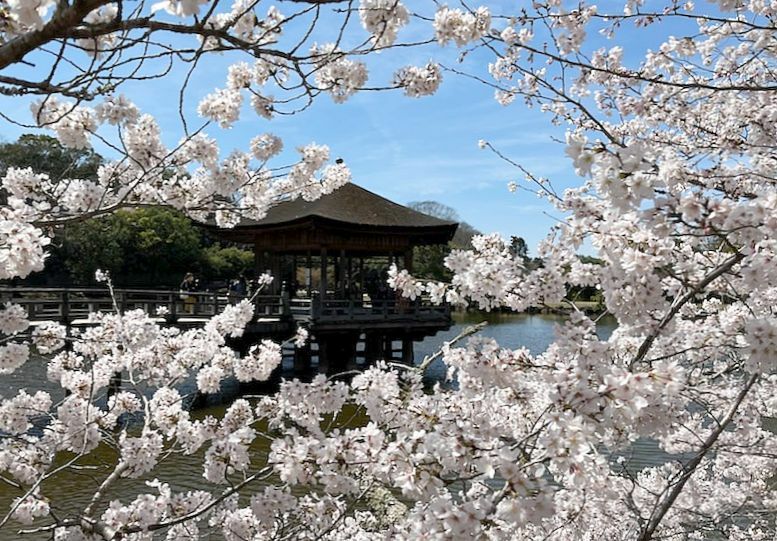 ［写真］青空のもと桜が満開の奈良公園・浮見堂＝1日正午ごろ、奈良県奈良市で