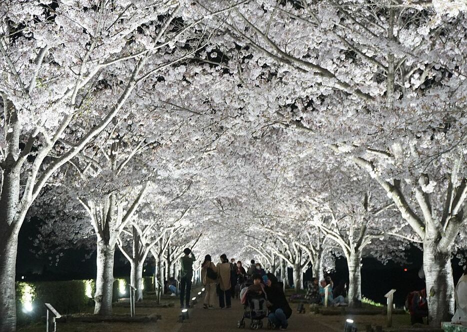 [写真]満開の桜回廊がライトアップされ、多くの人が訪れていた＝7日午後7時45分ごろ、兵庫県小野市で