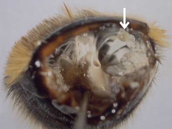 セイヨウオオマルハナバチ体内に寄生するマルハナバチポリプダニ雌成虫と