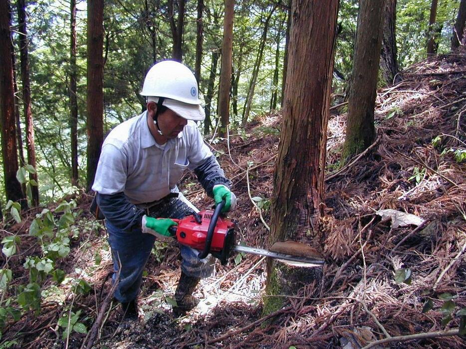 [写真]「中央区の森」を体験するツアーは、区民を対象に年3回（うち夏は親子を対象）実施されている