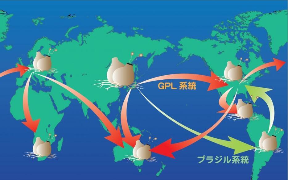 カエルツボカビ菌の分布拡大プロセス推定図