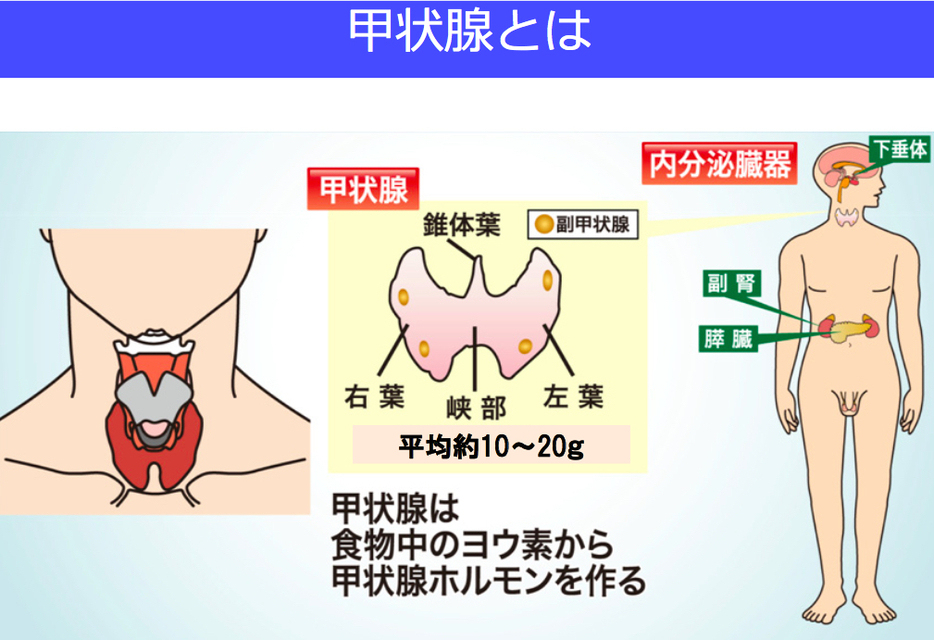 甲状腺についての説明（出典：福島県の県民健康調査検討委員会甲状腺検査評価部会資料）