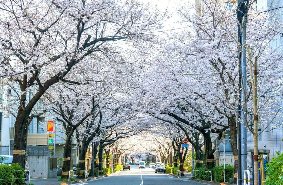 かむろ坂の桜