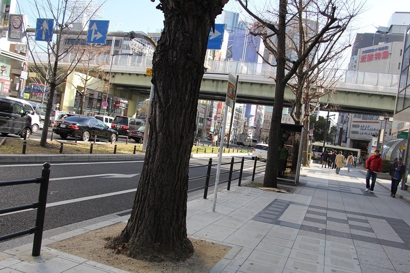 [写真]関係者によると御堂筋のイチョウは通常道路に植えられているものより一回り大きいそうだ