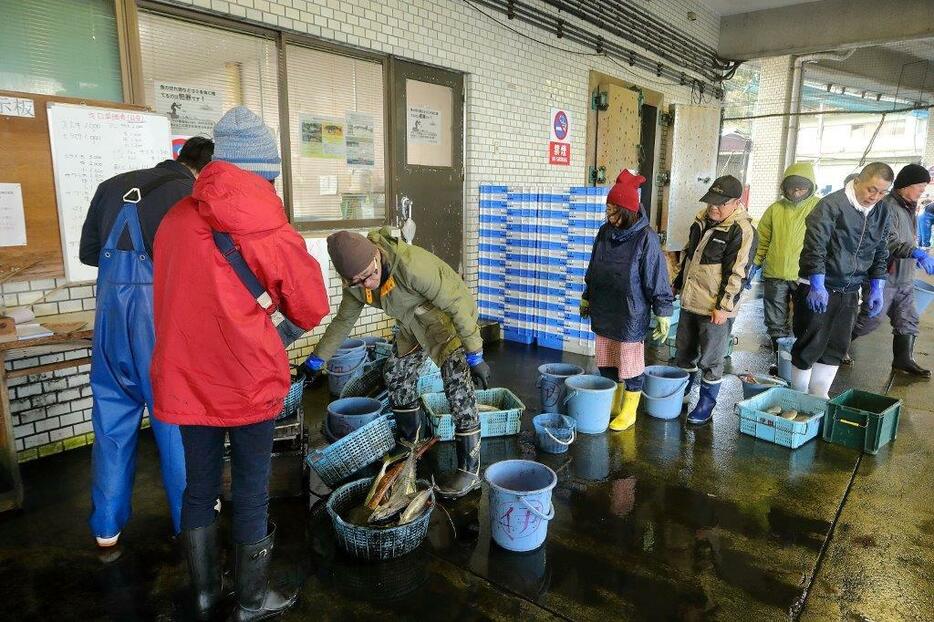 バケツに入れた魚をその場で計量