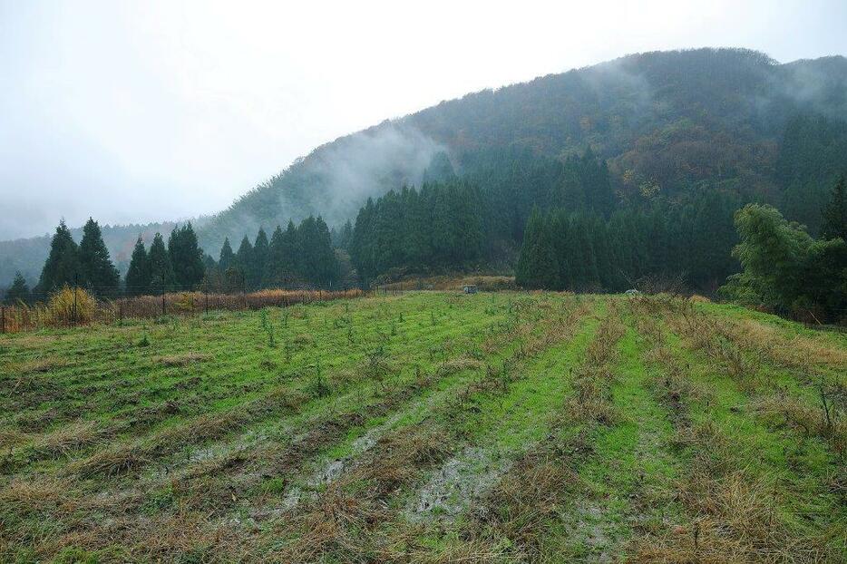 薦池（こもいけ）地区。普通の倍ほどの大きさの小豆が収穫されるという畑