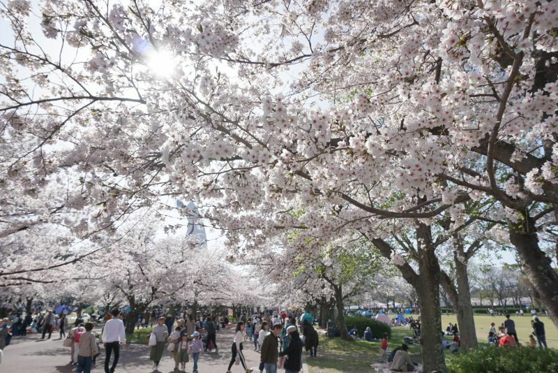 [写真]桜が咲き誇る万博記念公園。中央後方は太陽の塔=30日午後3時半ごろ、大阪府吹田市で（撮影：柳曽文隆）