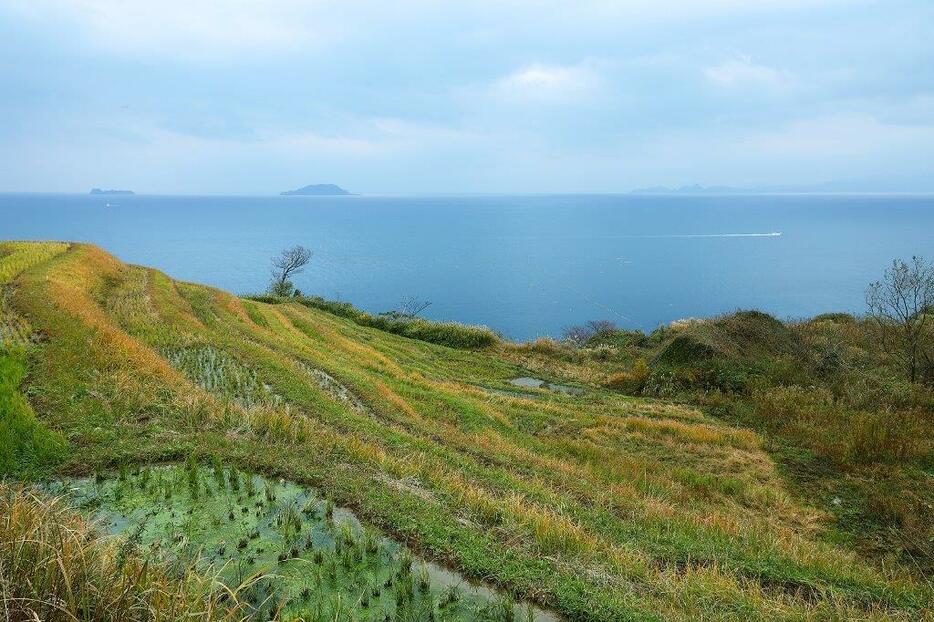 新田の棚田。沖に冠島（中央）、沓島（左端）が見える