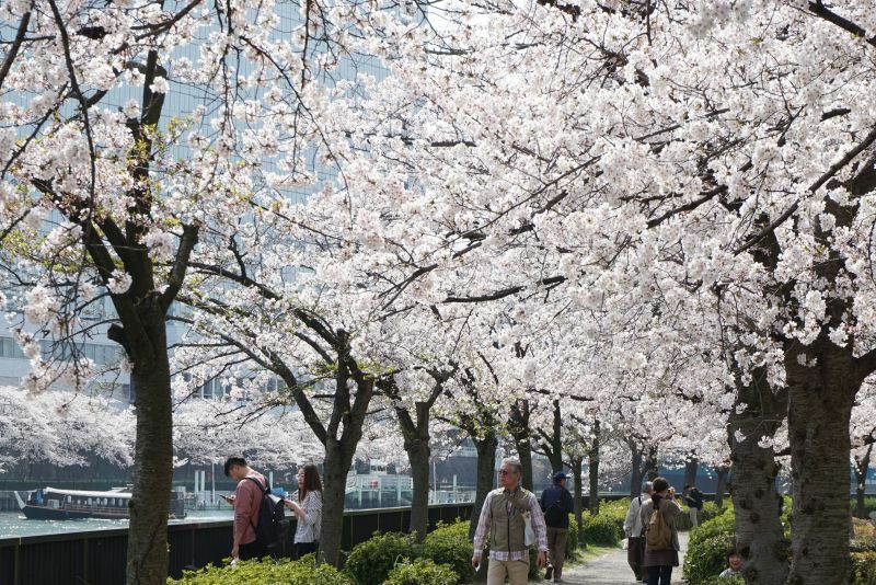 [写真]大阪市内は午後3時までに最高気温22.2度を観測した。桜の花も見ごろだ=29日午後、大阪市北区で