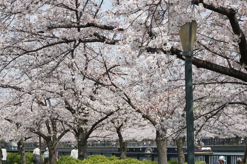 [写真]大川沿いで満開の桜を楽しむ人の姿が多く見られた。川では花見クルーズも=29日午後、大阪市北区で（撮影：柳曽文隆）