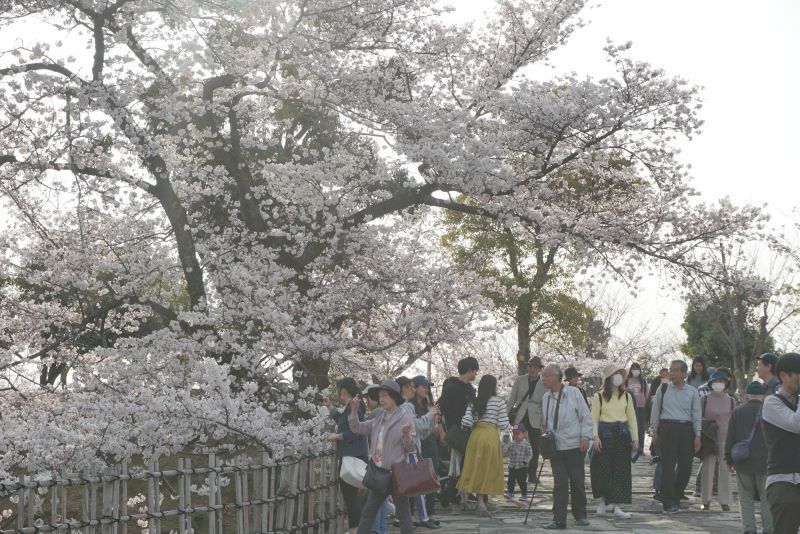 [写真]咲き誇る桜見物を楽しむ人たち＝29日午後4時すぎ、兵庫県姫路市で（撮影：柳曽文隆）