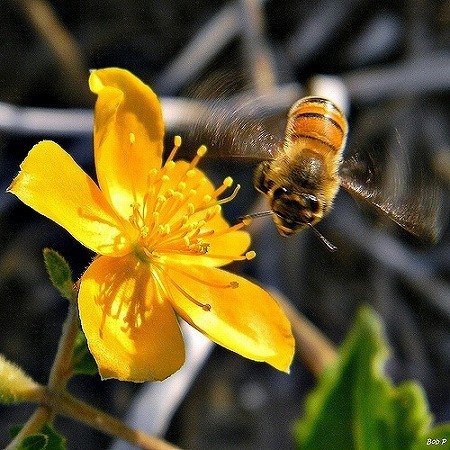 [写真] ミツバチが世界各地で姿を消している／photo by Bob Peterson