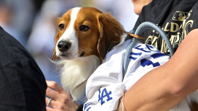 美品 ニトリ 犬 ワンちゃん ぬいぐるみ 抱き枕 大谷翔平 ジロー デコピン 未使用・タグ付] 抱き枕 ニトリ ブチ犬ジロー 60cm 大谷翔平