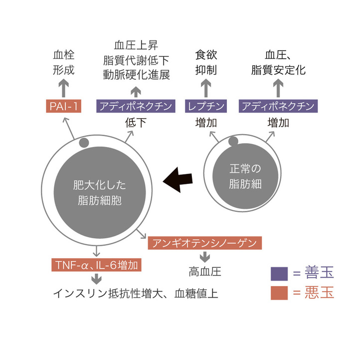 痩せている人も要注意。内臓脂肪にまつわる「誤解されがち」な