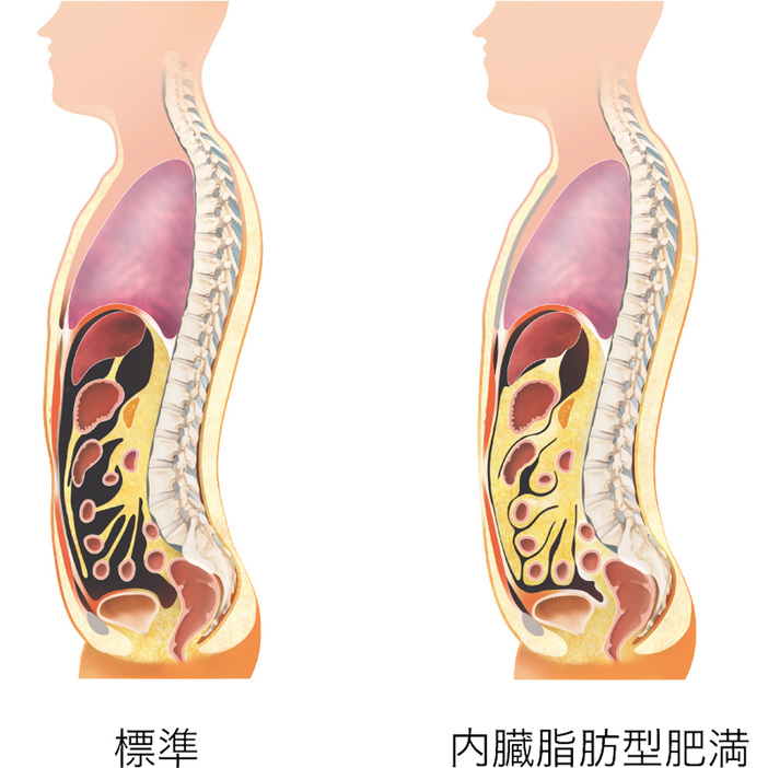 大学生 割引 痩せている人も要注意。内臓脂肪にまつわる「誤解されがち」な スーツ・フォーマル・ドレス