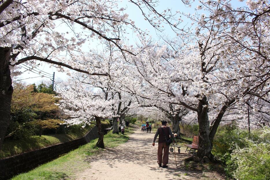 桜のトンネル。進行方向に向かって撮影