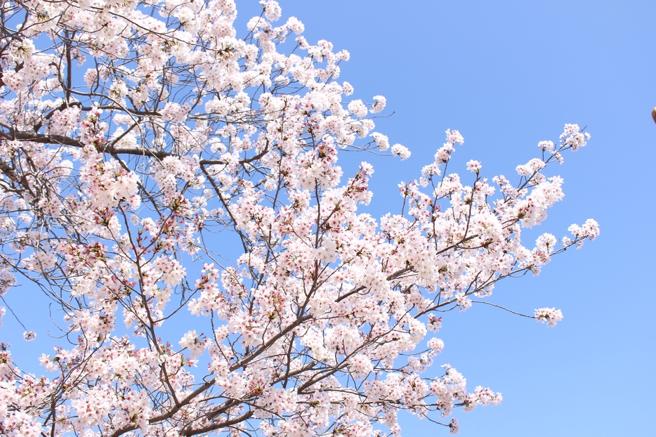 満開の桜