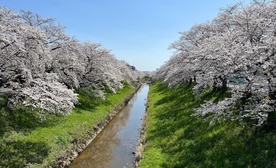 ［写真］青空のもと咲き誇る佐保川の桜。川で水遊びをする子どもの姿も＝28日午後1時半ごろ、奈良市で