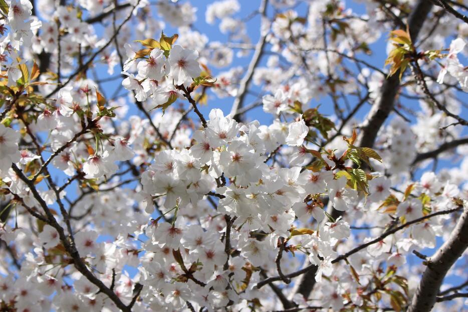 青空に映える桜の花