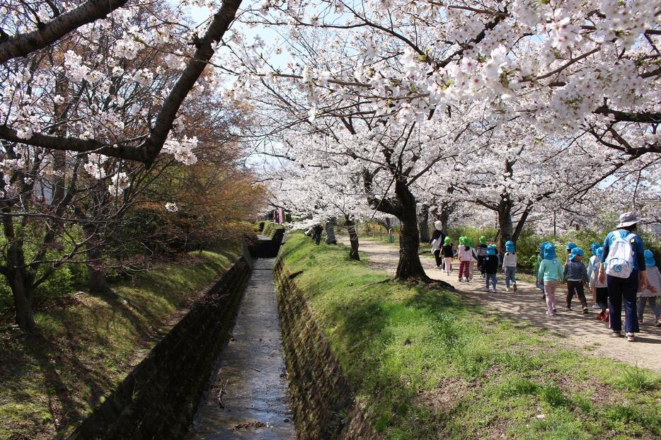 桜の木の横を流れる妙見川