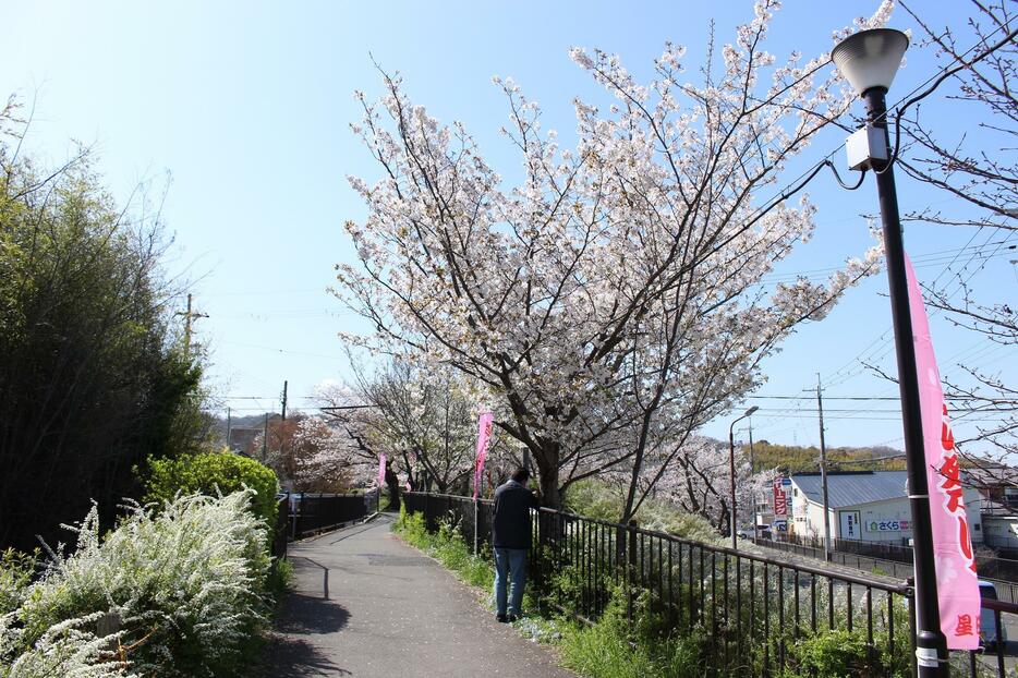 桜の花にスマホのレンズを向ける人の姿も