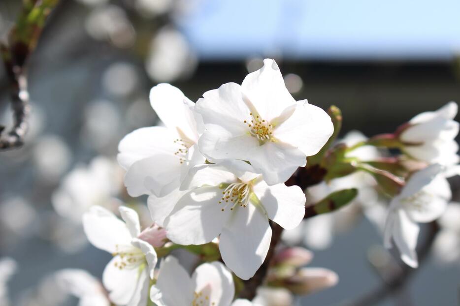 妙見河原の桜