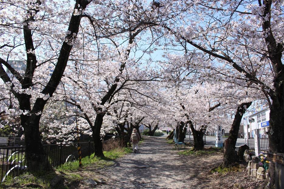 ［写真］28日午前に撮影した妙見河原の桜。ほぼ満開の状態