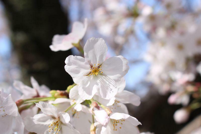 ［写真］妙見河原の桜の花のアップ