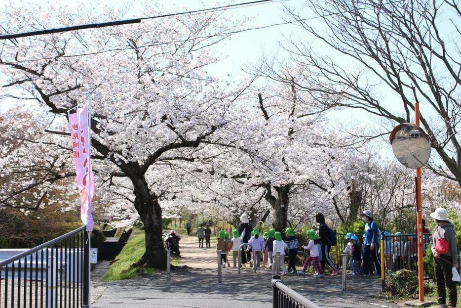 ［写真］「（桜の）トンネルだー」と喜ぶ子どもたち